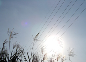081012_Japanese pampas grass.jpg